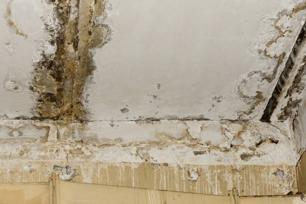 Why You Should Choose Our Mold Remediation Services in Morris, OK