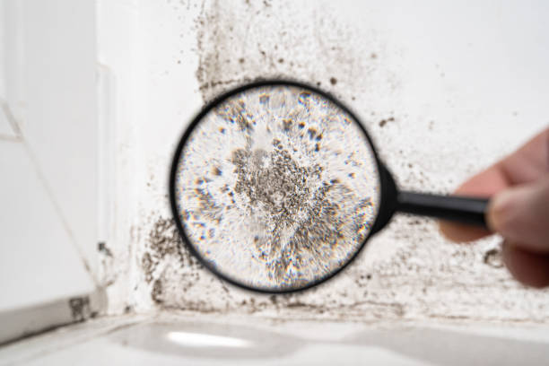 Environmental Consulting for Mold Prevention in Morris, OK